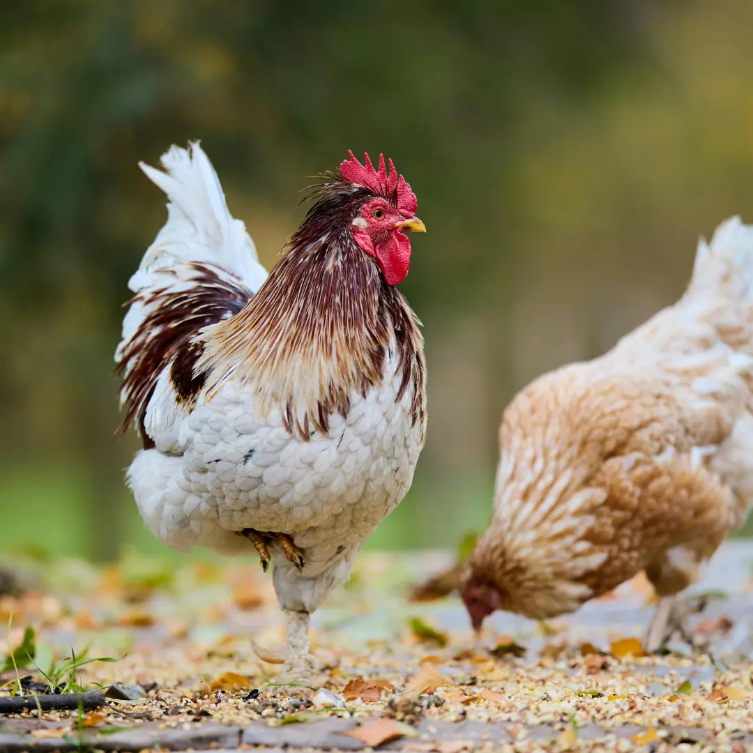 Rooster in a farmyard