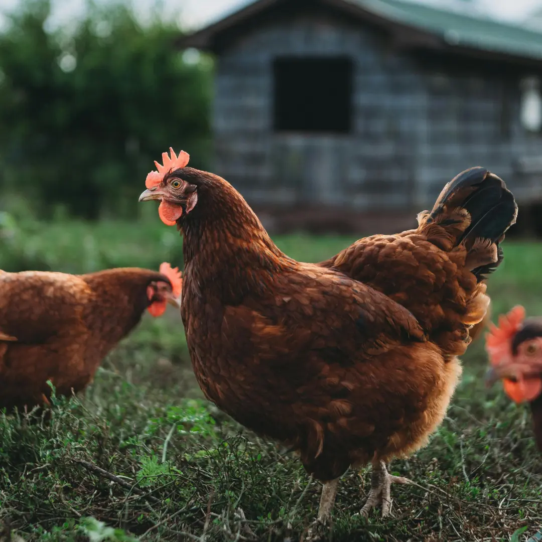 Poultry flock