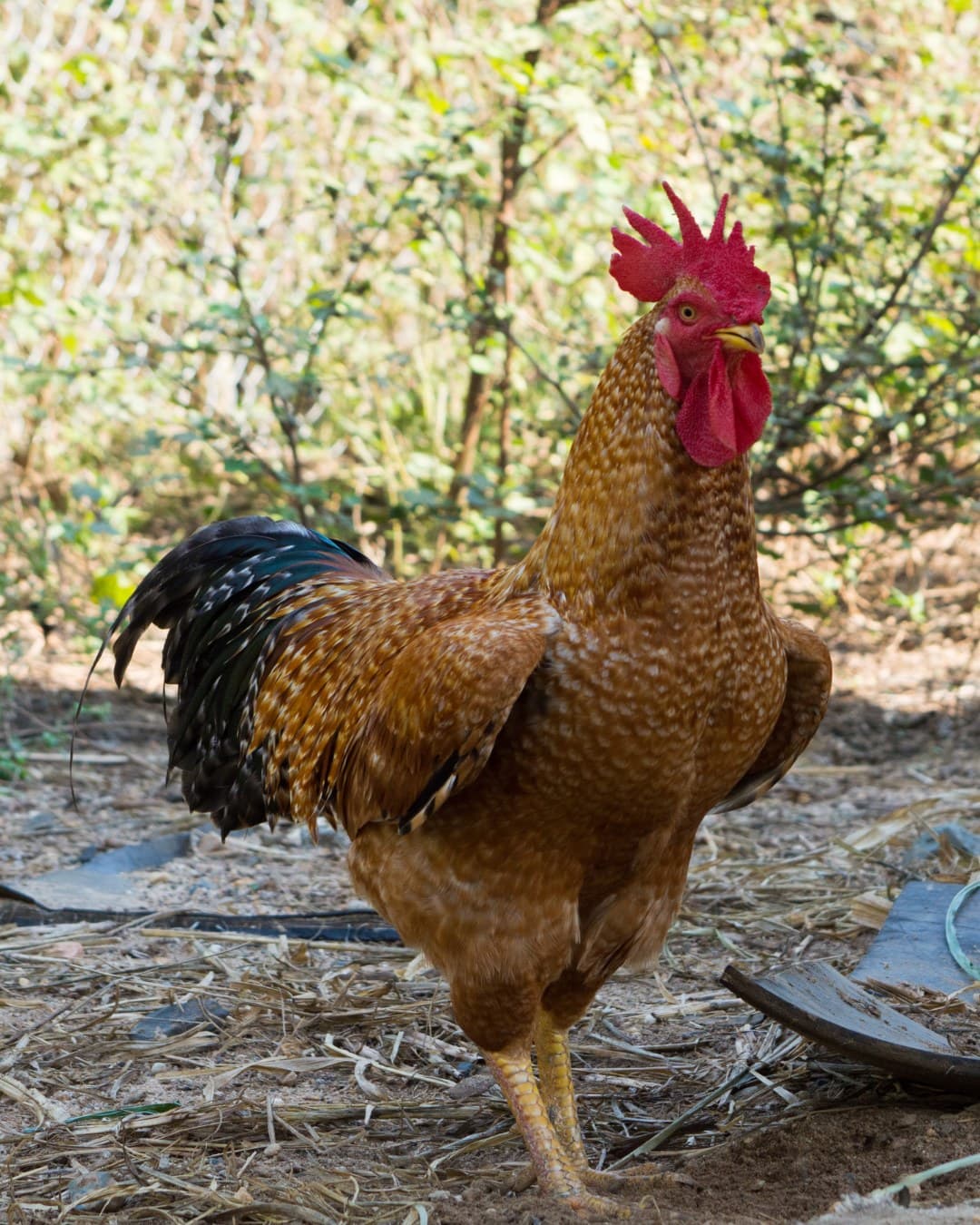 Poultry on farm
