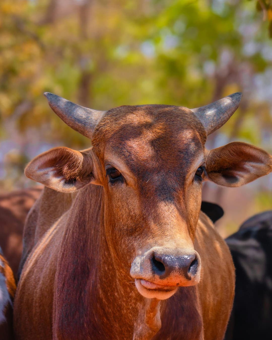 Livestock cattle